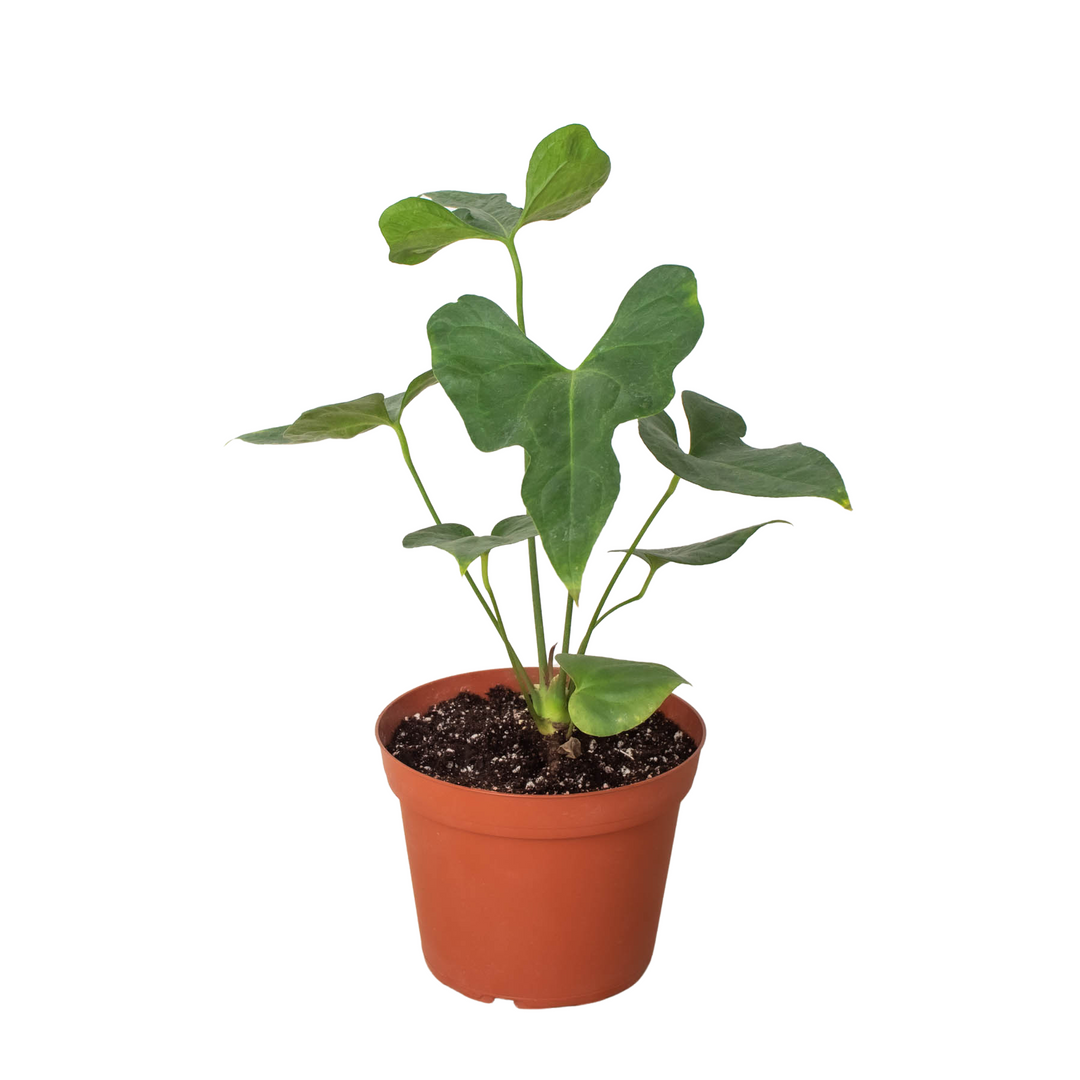Anthurium 'Lacy Plant' - Scarvesnthangs