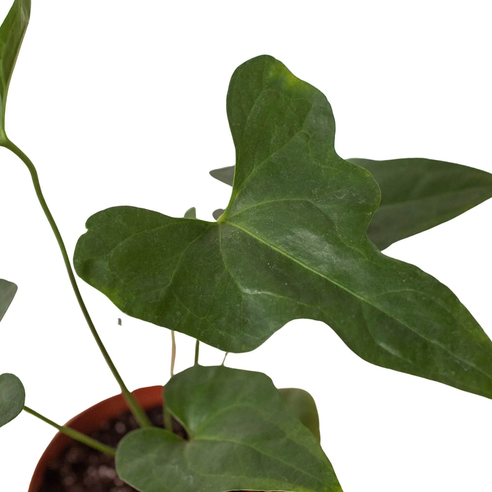 Anthurium 'Lacy Plant' - Scarvesnthangs