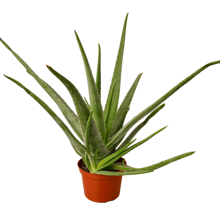Aloe Vera - Scarvesnthangs
