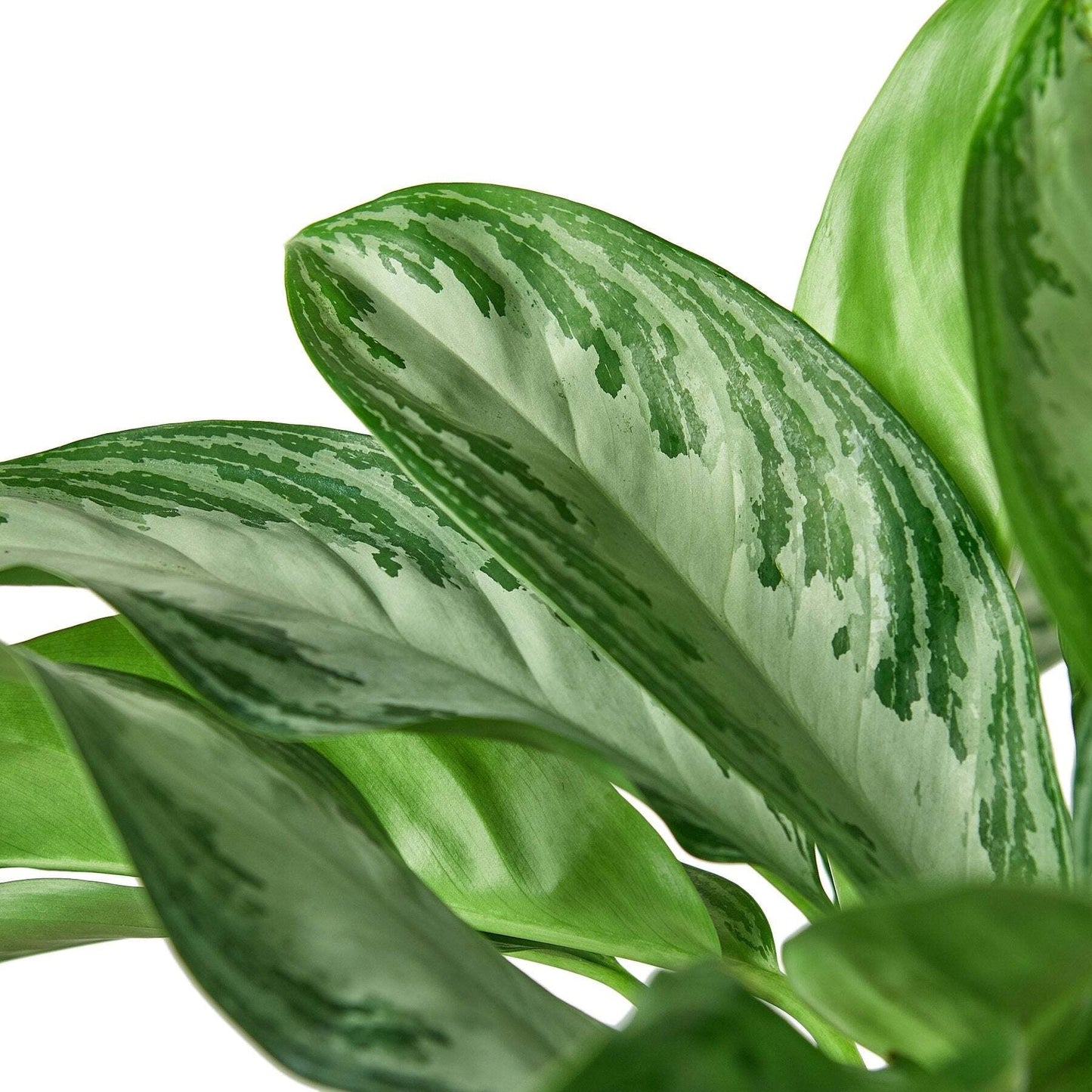 Chinese Evergreen 'Silver Bay'-10" Pot