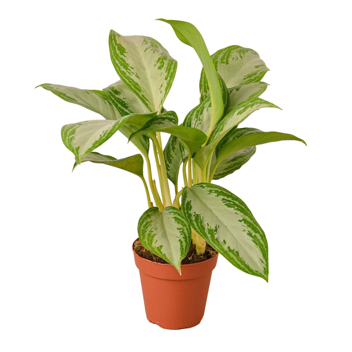 Chinese Evergreen 'Silver Bay'-10" Pot