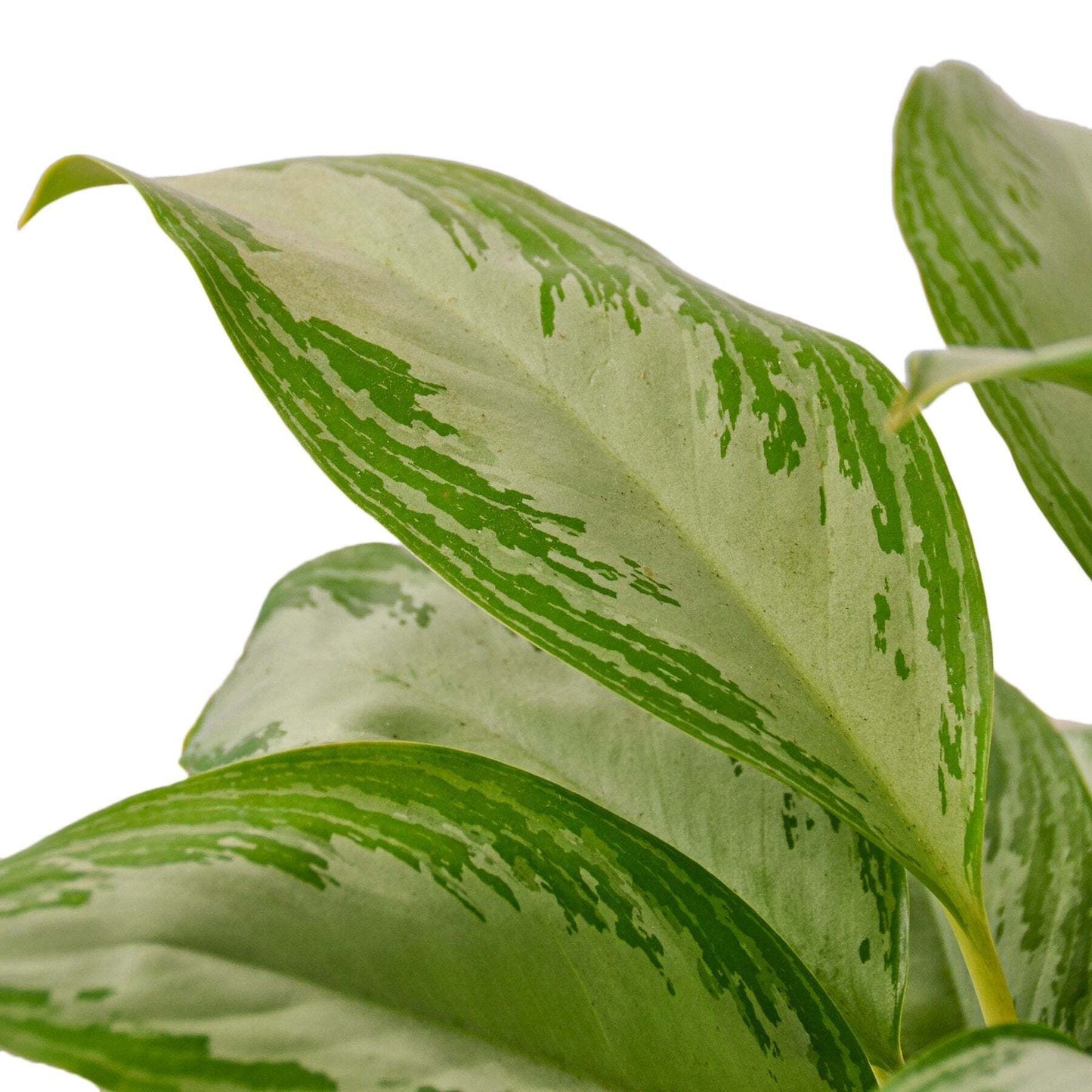 Chinese Evergreen 'Silver Bay'-10" Pot