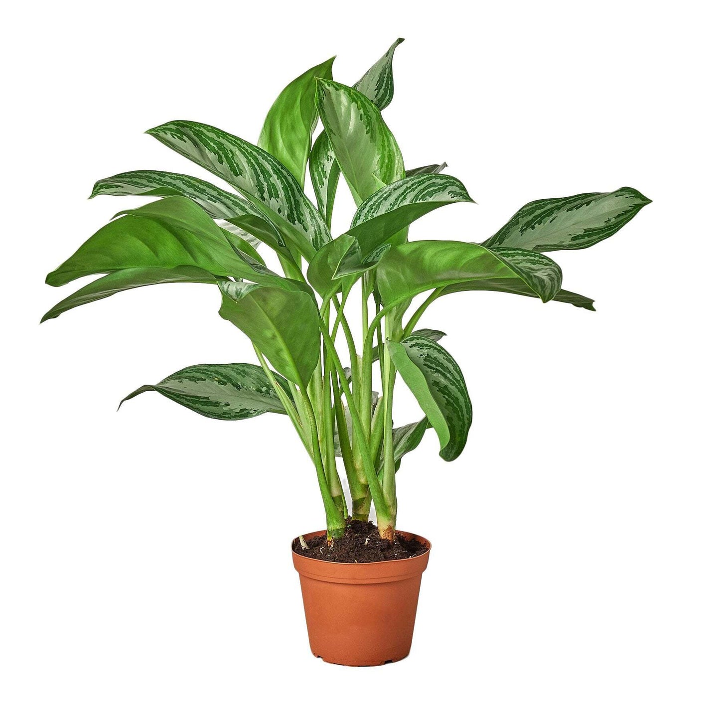 Chinese Evergreen 'Silver Bay'-10" Pot