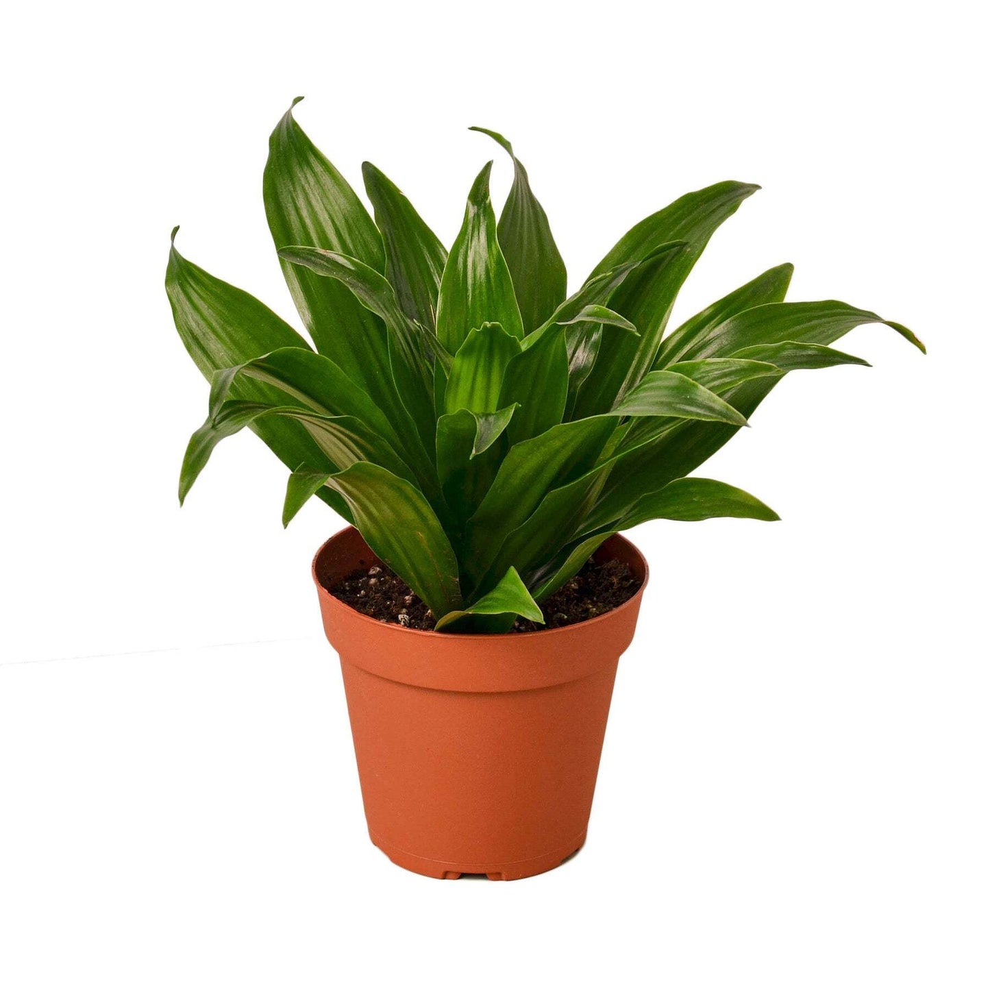 Dracaena 'Janet Craig'-10" Pot