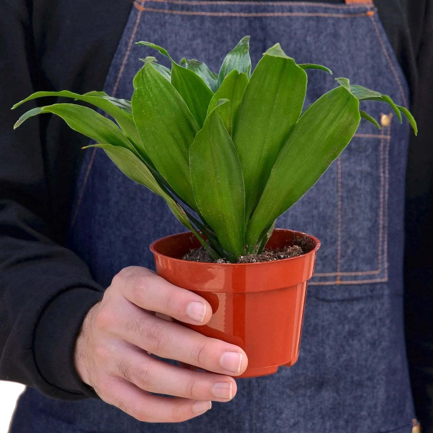 Dracaena 'Janet Craig'-10" Pot