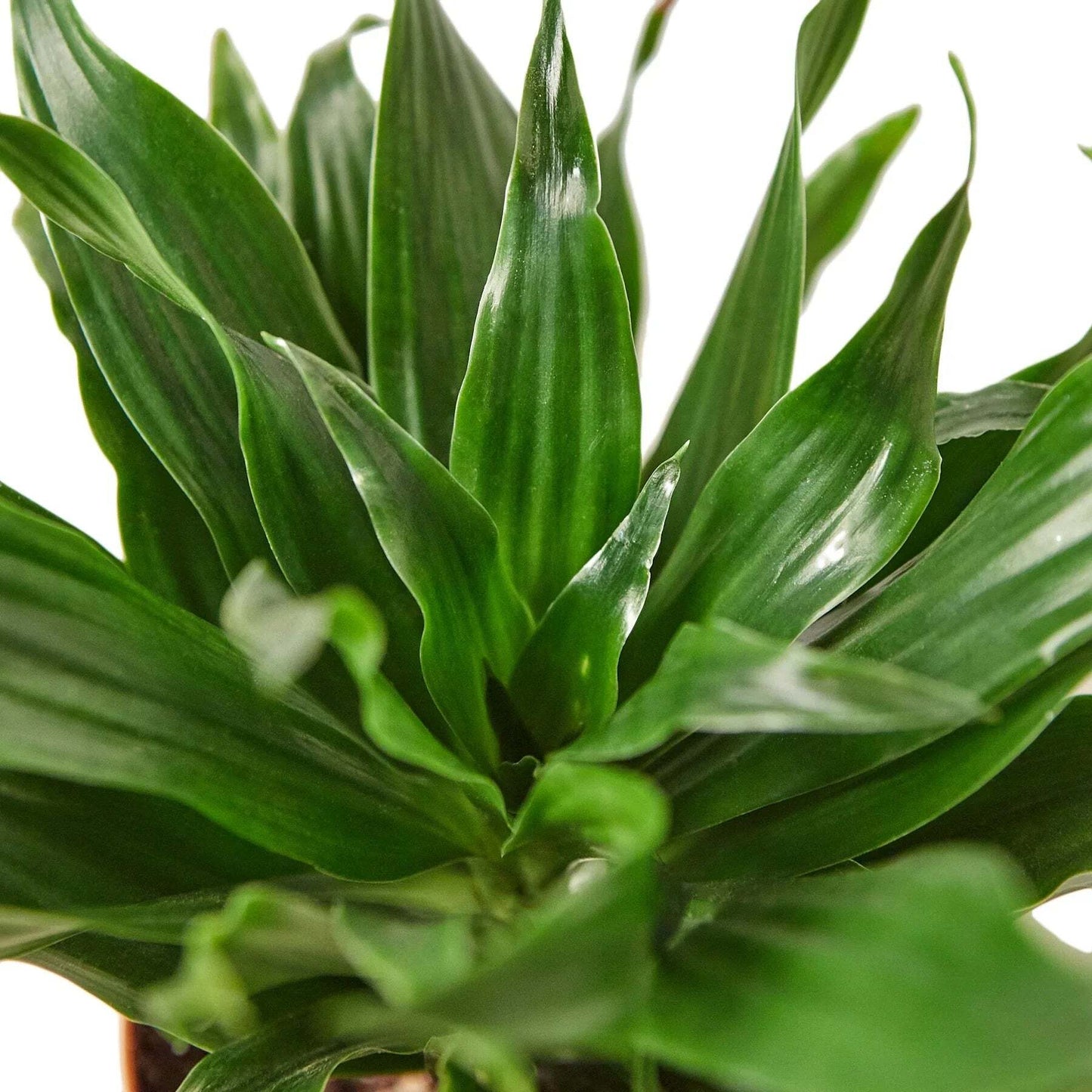 Dracaena 'Janet Craig'-10" Pot