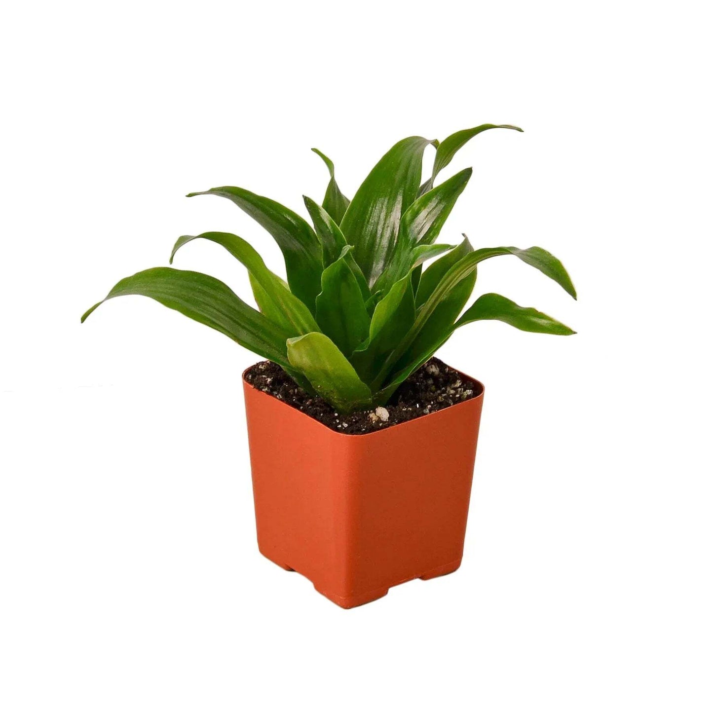 Dracaena 'Janet Craig'-10" Pot