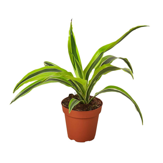 Dracaena Deremensis 'Lemon Lime'-10" Pot