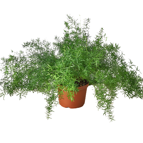 Fern 'Sprengeri'-10" Pot