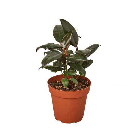 Ficus Elastica 'Burgundy'-10" Pot