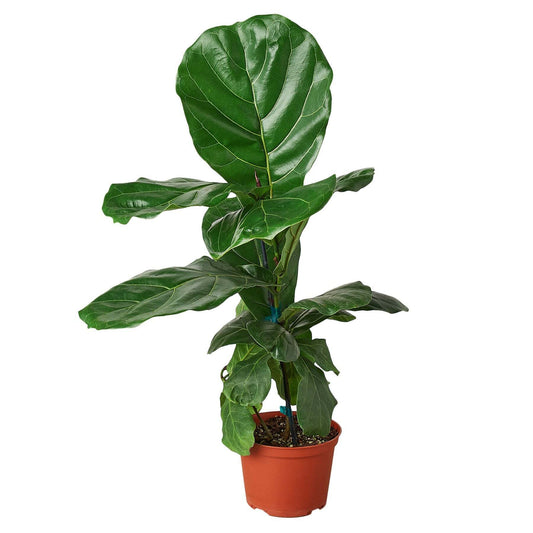 Ficus Lyrata 'Fiddle Leaf Fig'-10" Pot