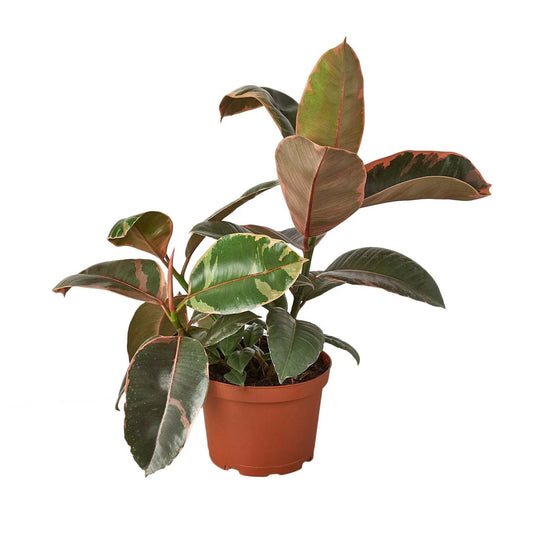 Ficus Elastica 'Ruby Pink'-10" Pot