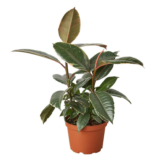 Ficus Elastica 'Tineke'-10" Pot