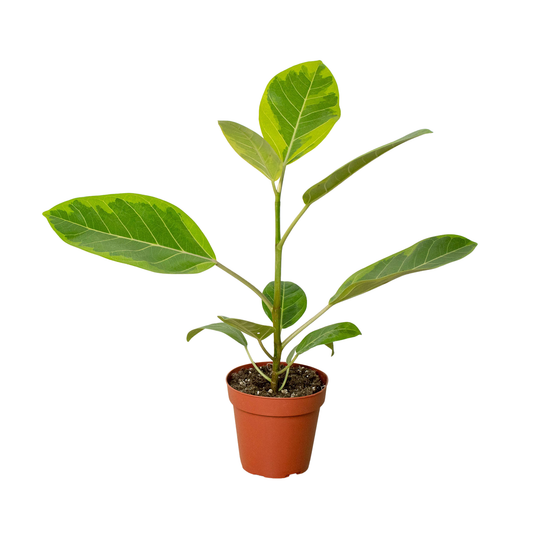 Ficus Altissima 'Yellow Gem'-10" Pot