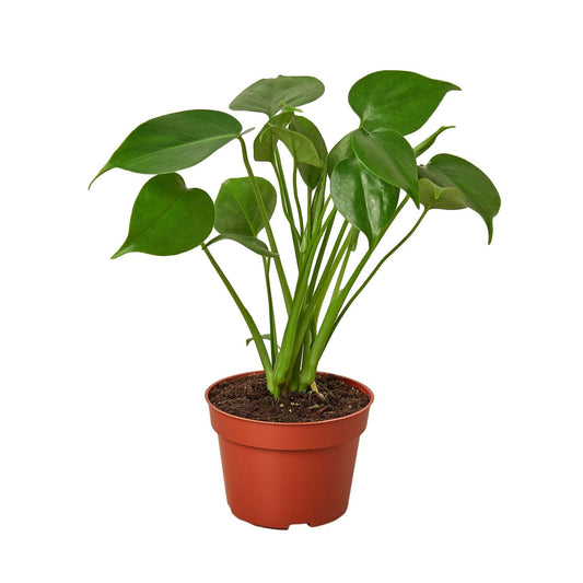 Philodendron Monstera Split-Leaf-10" Pot / Nursery Pot