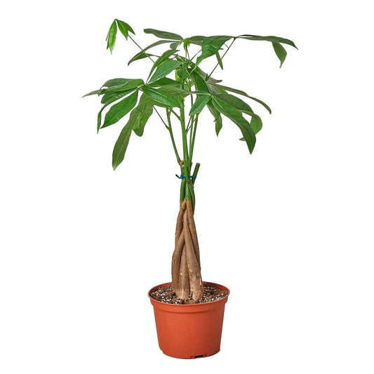 Money Tree 'Guiana Chestnut' Pachira Braid-10" Pot / Nursery Pot