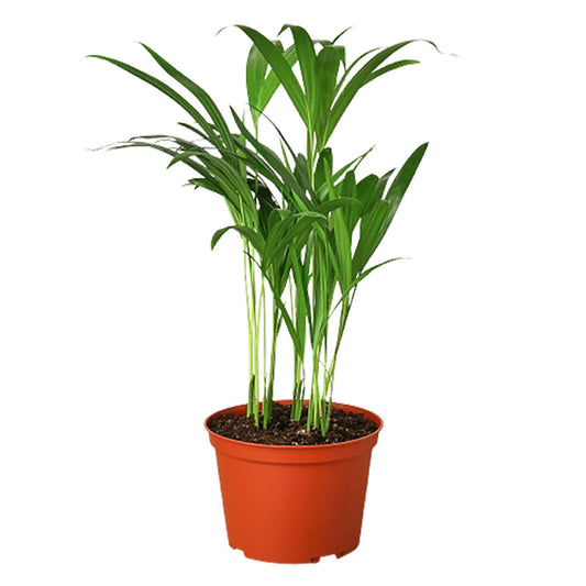 Areca Palm-10" Pot