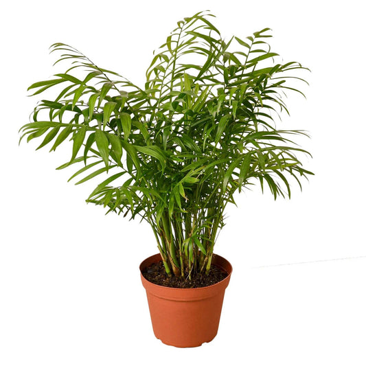 Parlor Palm-10" Pot / Nursery Pot