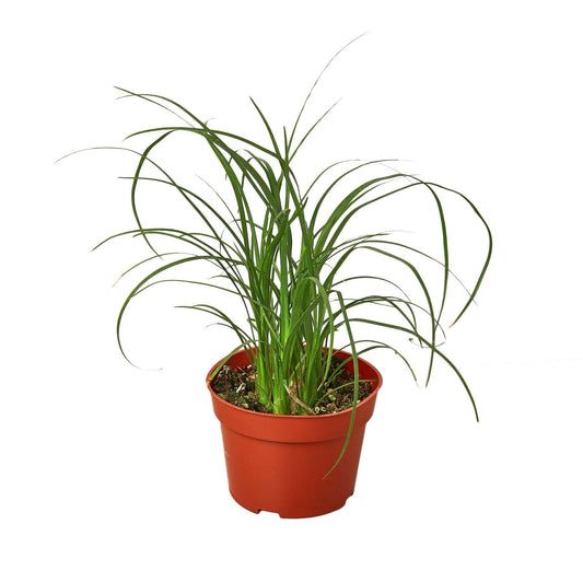 Palm Ponytail-10" Pot