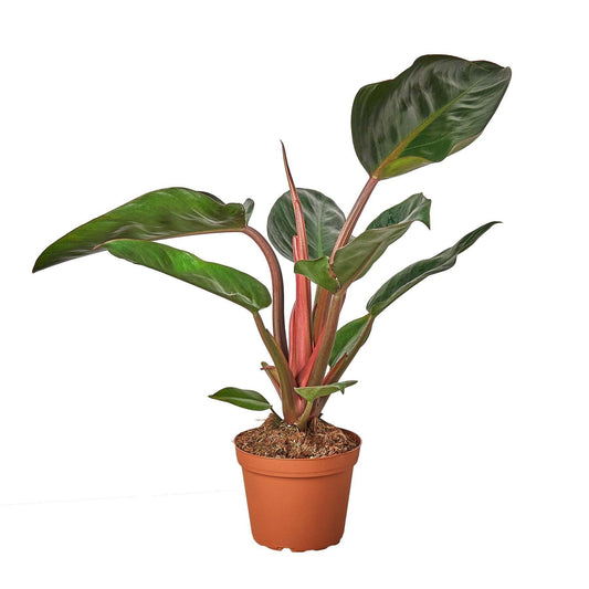 Philodendron 'Congo Rojo'-10" Pot