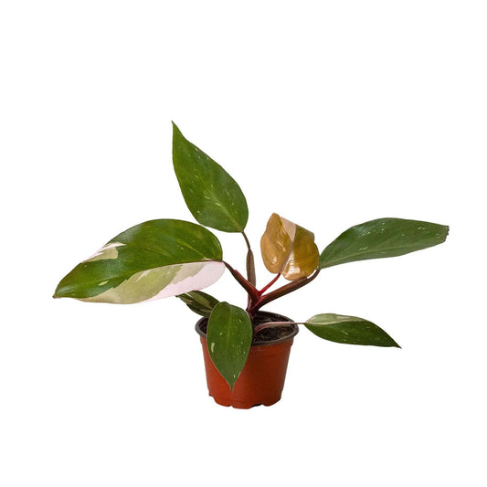 Philodendron 'Pink Princess'-10" Pot / Nursery Pot