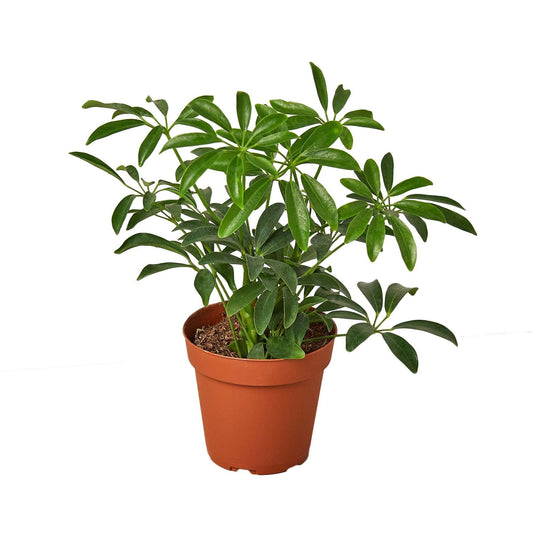 Schefflera Arboricola 'Umbrella'-10" Pot