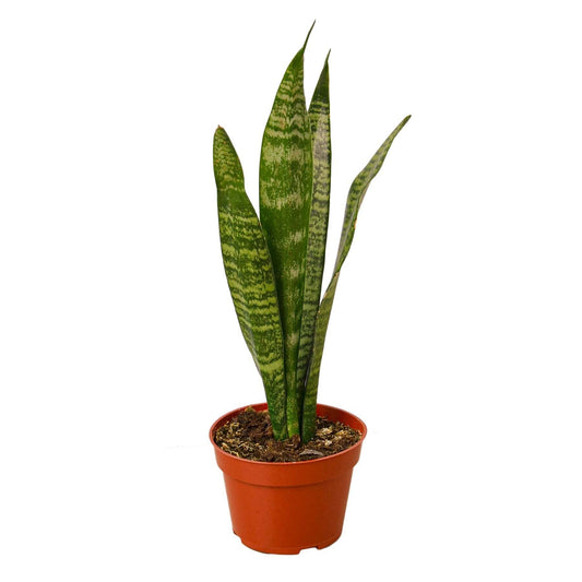 Snake Plant 'Zeylanica'-10" Pot / Nursery Pot