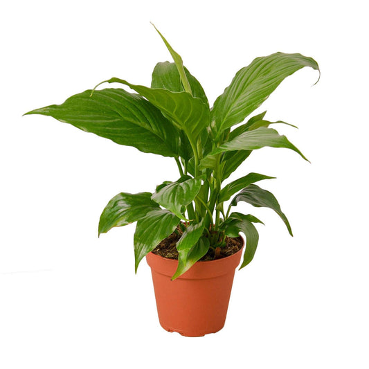 Spathiphyllum 'Peace Lily'-10" Pot