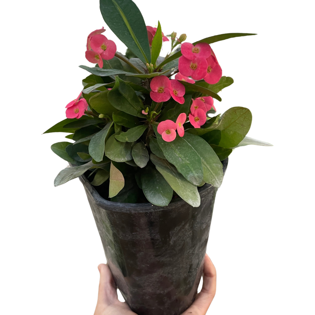 Crown of Thorns-1 Gallon Pot / Pink