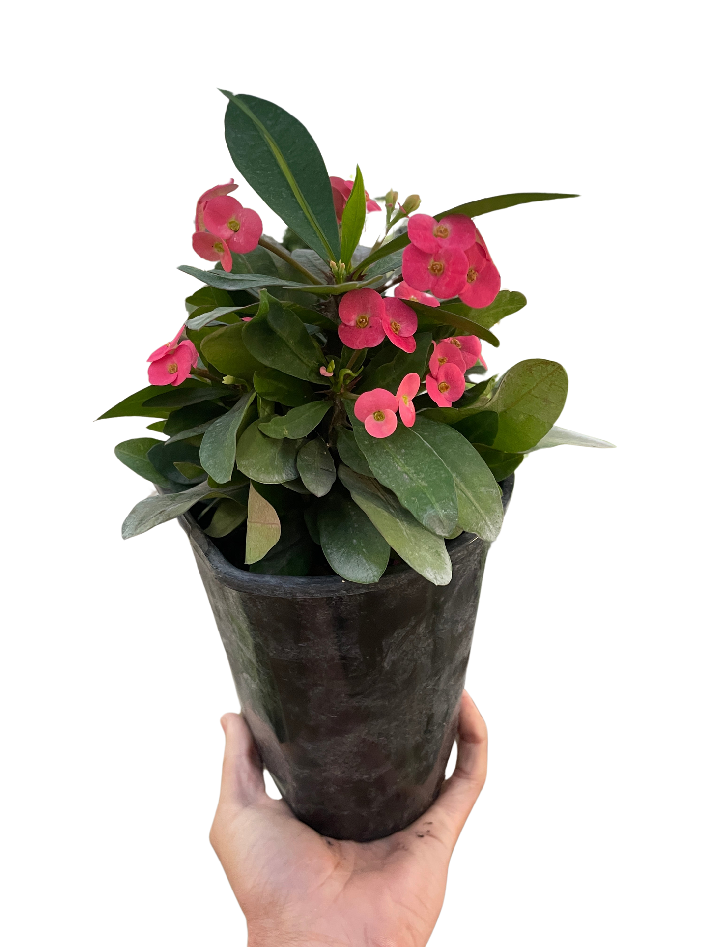 Crown of Thorns-1 Gallon Pot / Pink