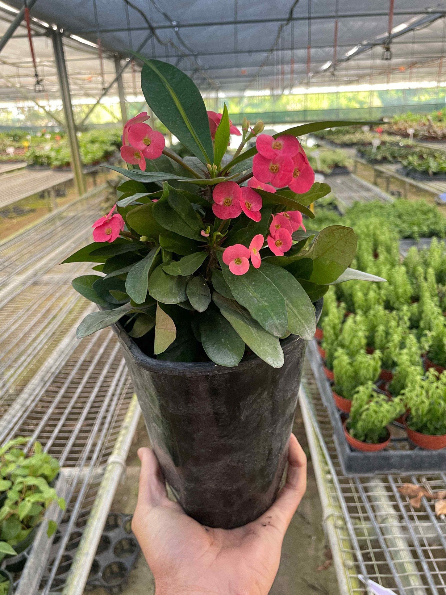 Crown of Thorns-1 Gallon Pot / Pink