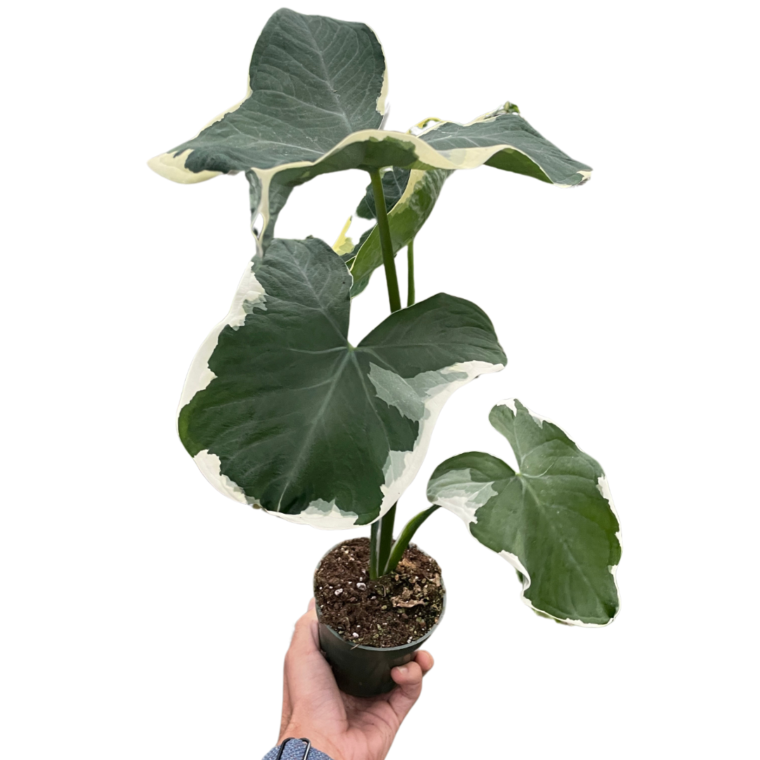 Alocasia 'Mickey Mouse' (Xanthosoma sagittifolium 'Variegatum Monstrosum')-2" Pot