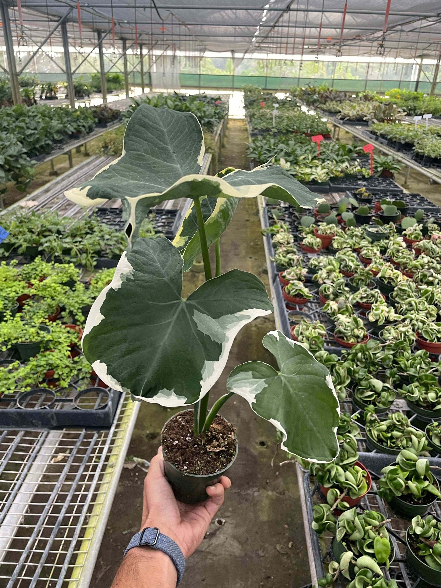 Alocasia 'Mickey Mouse' (Xanthosoma sagittifolium 'Variegatum Monstrosum')-2" Pot