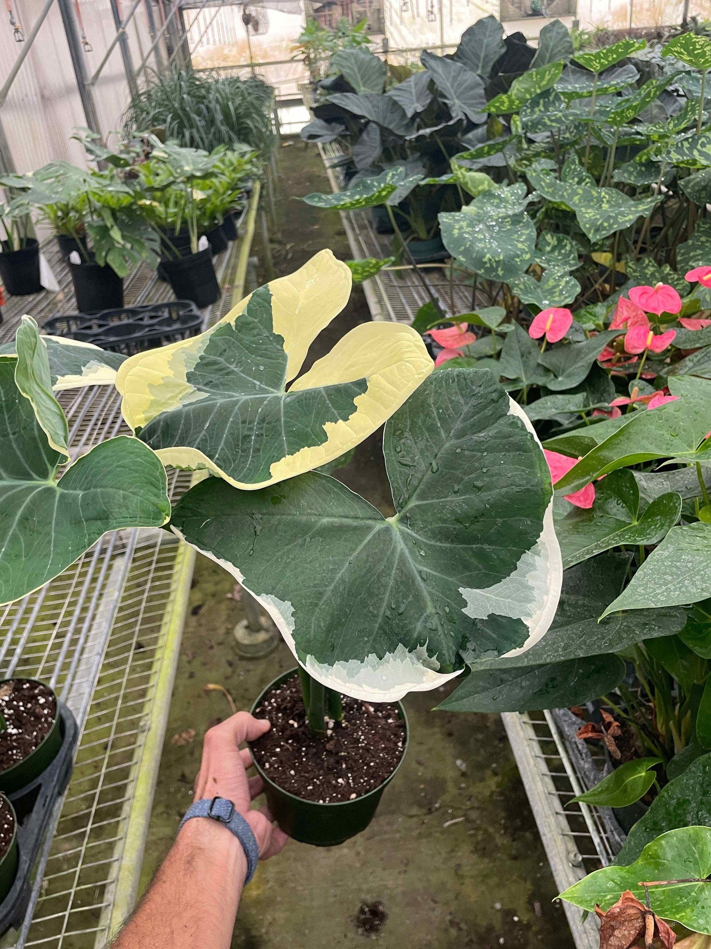 Alocasia 'Mickey Mouse' (Xanthosoma sagittifolium 'Variegatum Monstrosum')-2" Pot