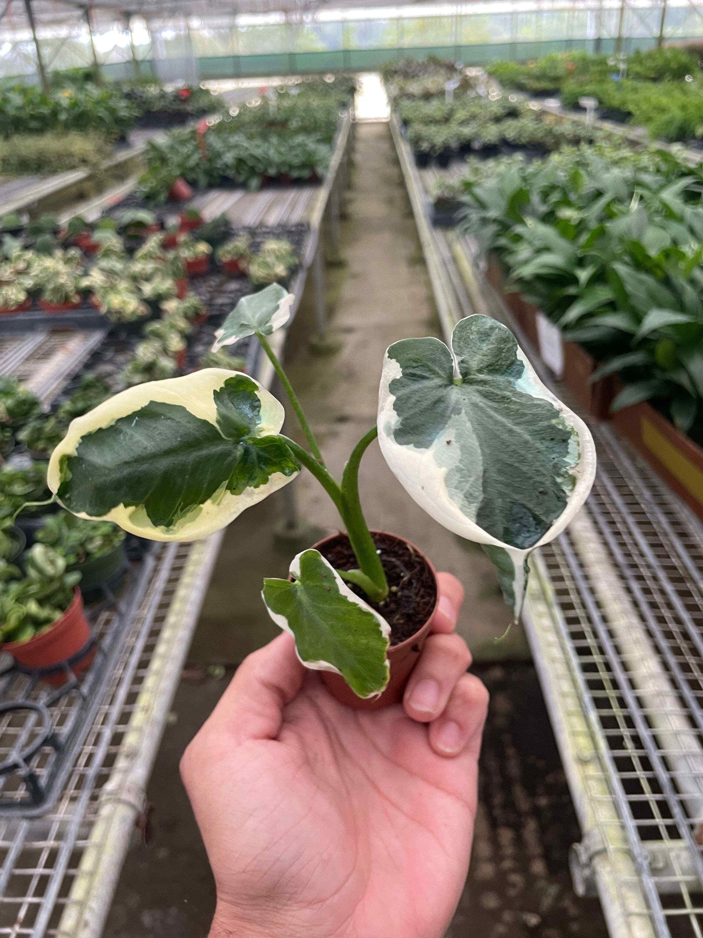 Alocasia 'Mickey Mouse' (Xanthosoma sagittifolium 'Variegatum Monstrosum')-2" Pot