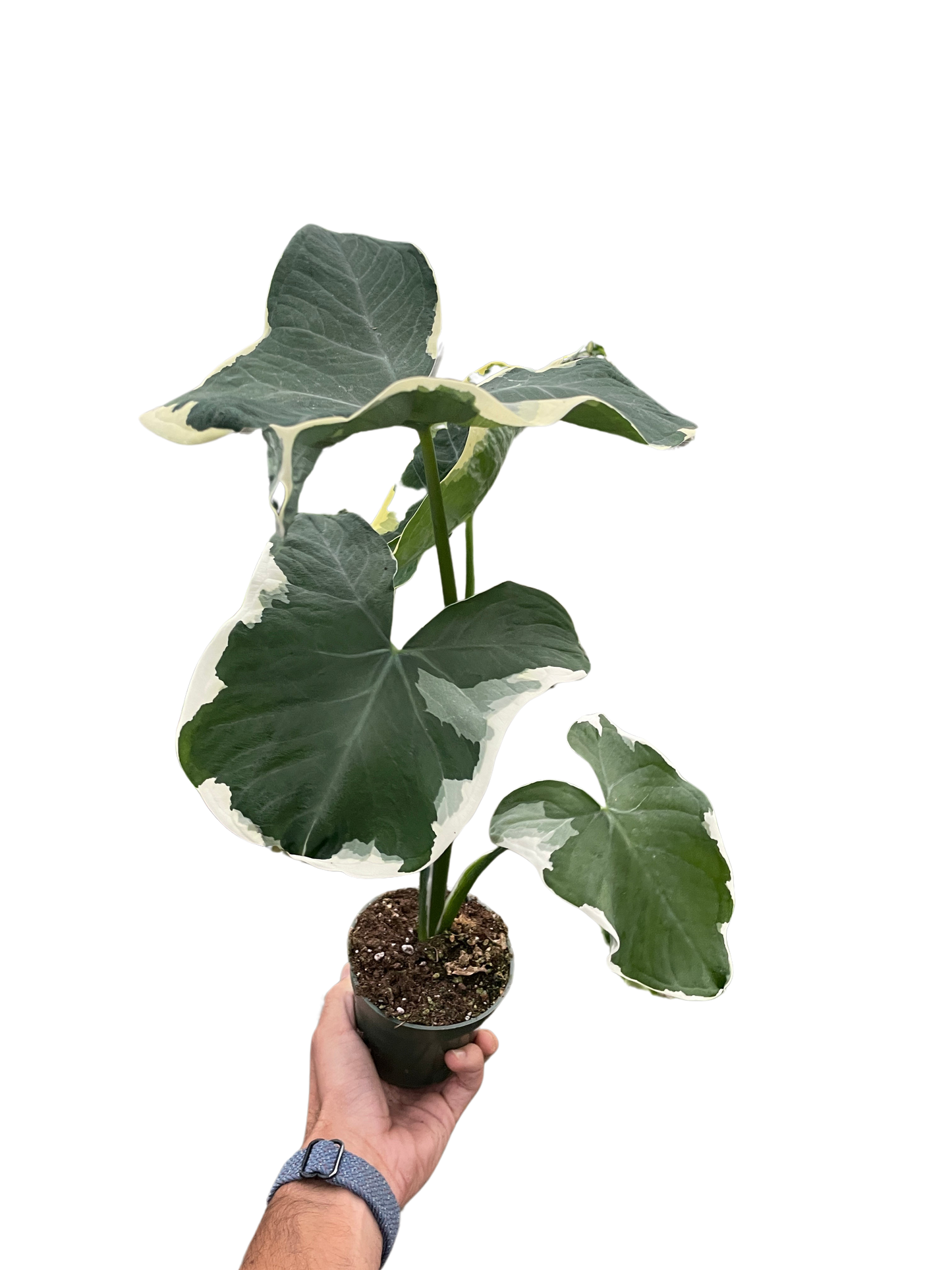 Alocasia 'Mickey Mouse' (Xanthosoma sagittifolium 'Variegatum Monstrosum')-2" Pot