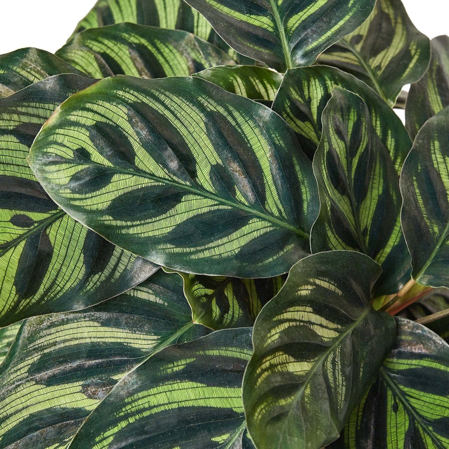 Calathea 'Makoyana'-2" Pot