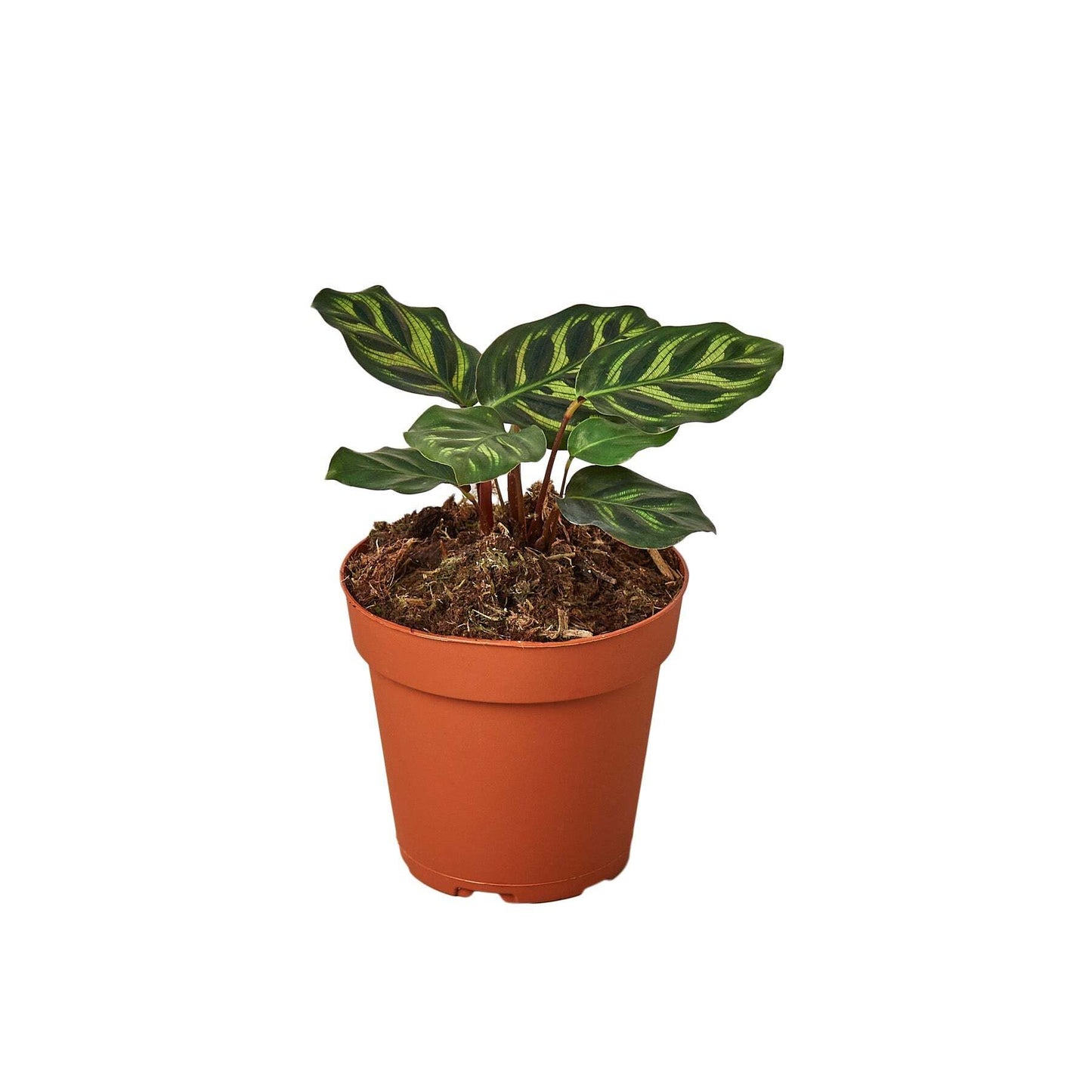 Calathea 'Makoyana'-2" Pot