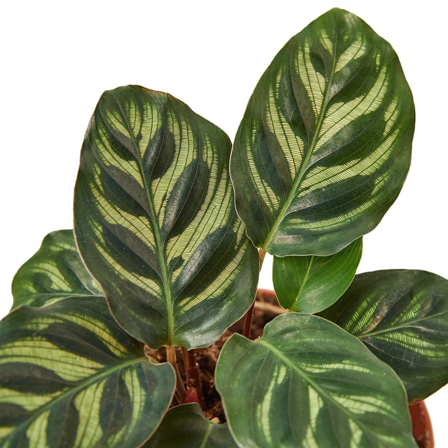 Calathea 'Makoyana'-2" Pot