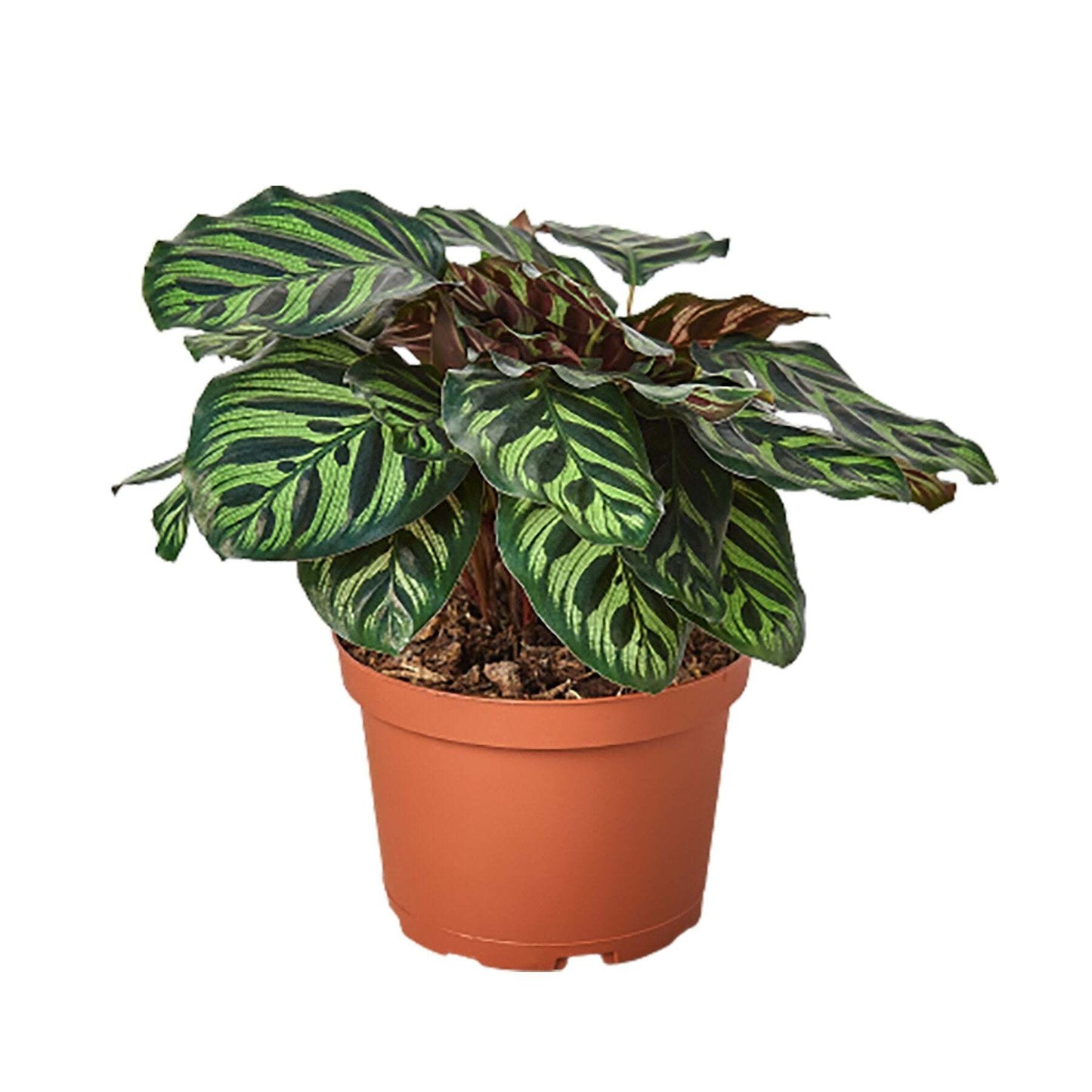 Calathea 'Makoyana'-2" Pot