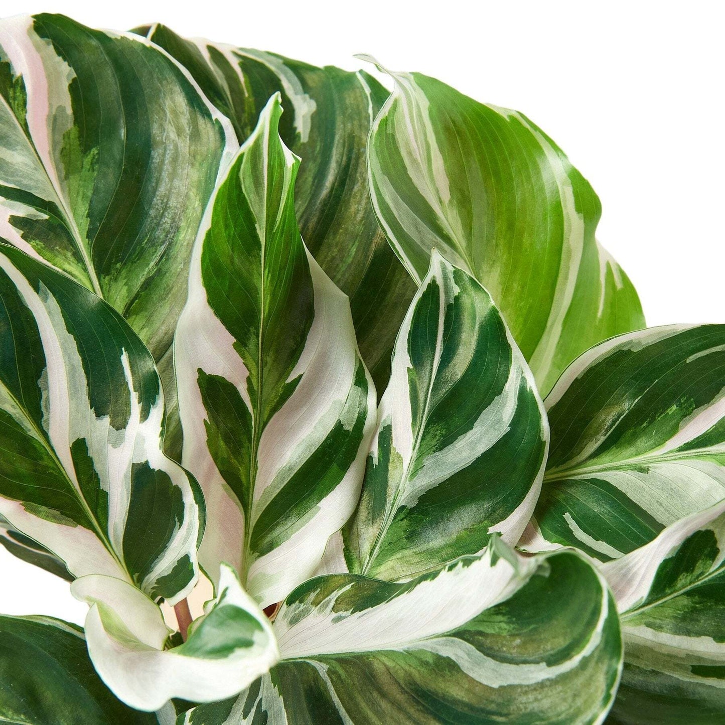 Calathea 'White Fusion'-2" Pot