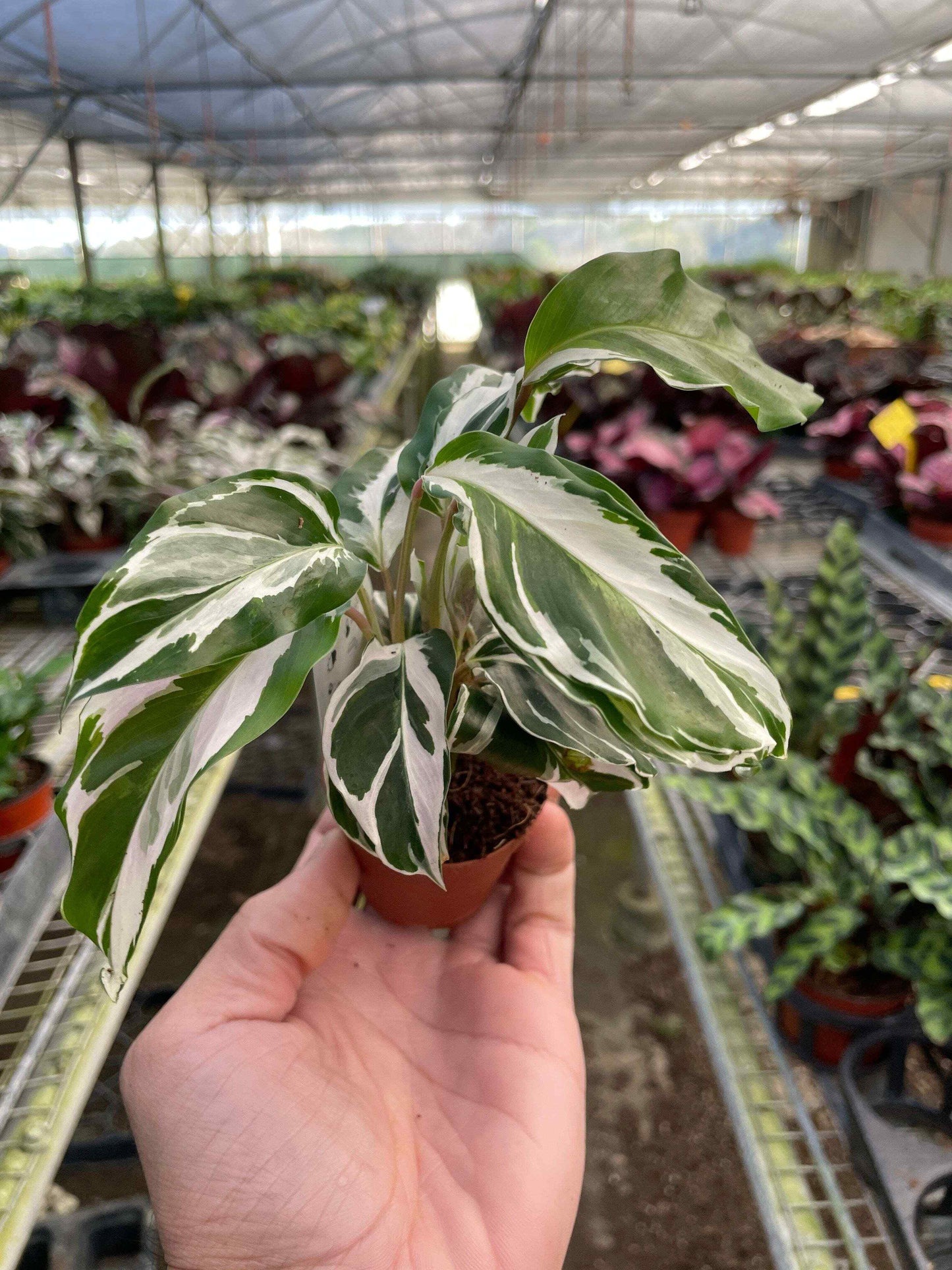 Calathea 'White Fusion'-2" Pot