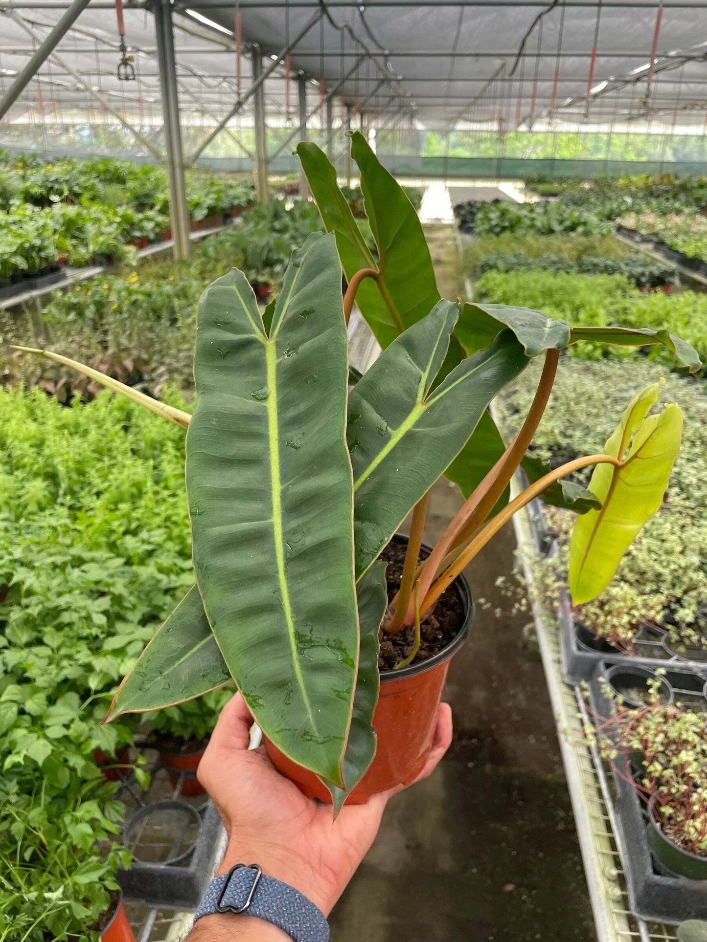 Philodendron 'Billietiae'-2" Pot