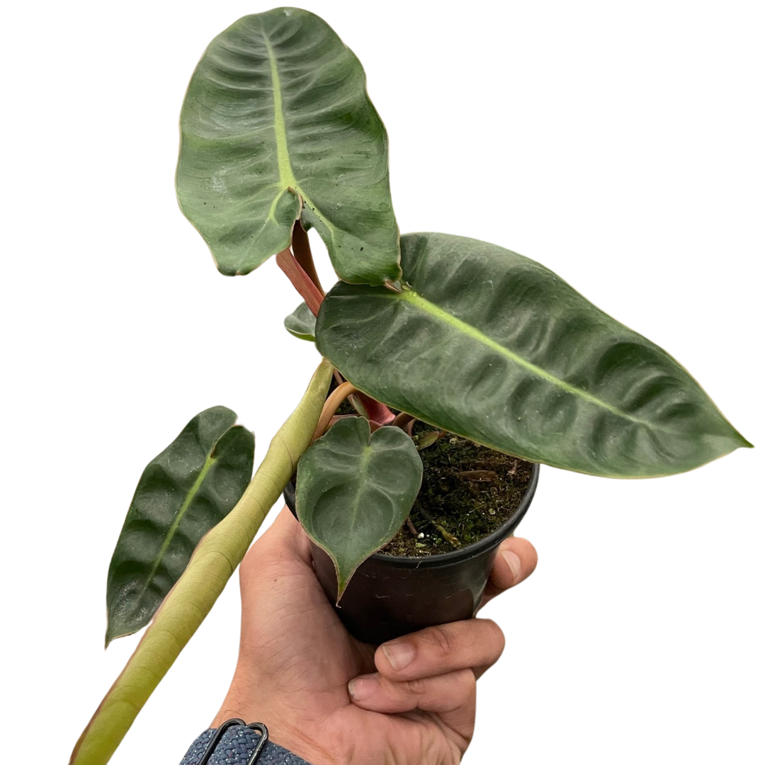 Philodendron 'Billietiae'-2" Pot