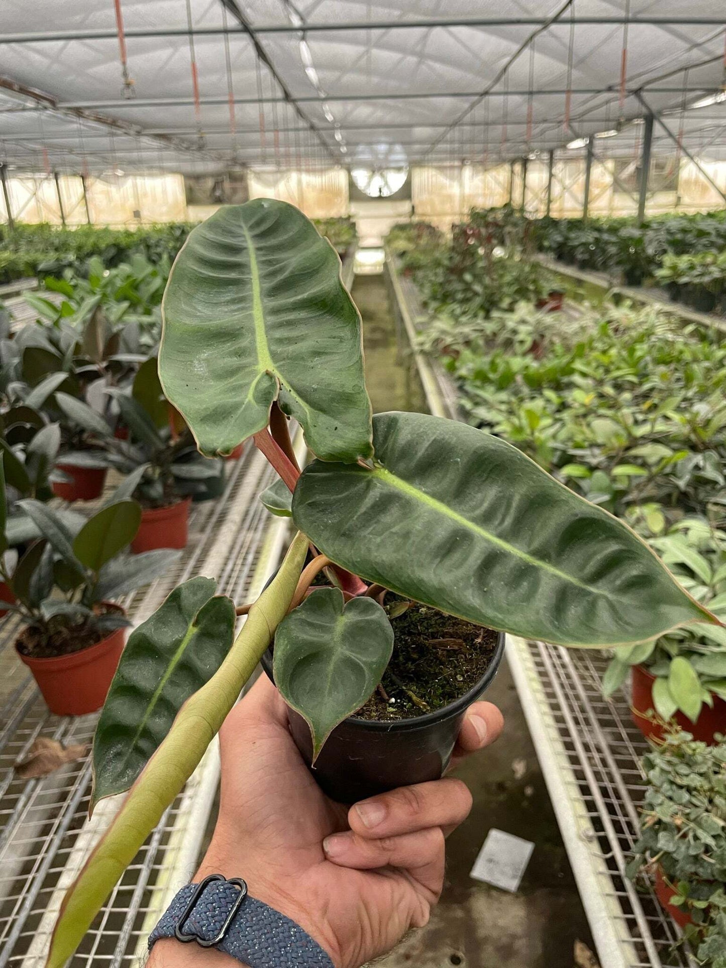 Philodendron 'Billietiae'-2" Pot