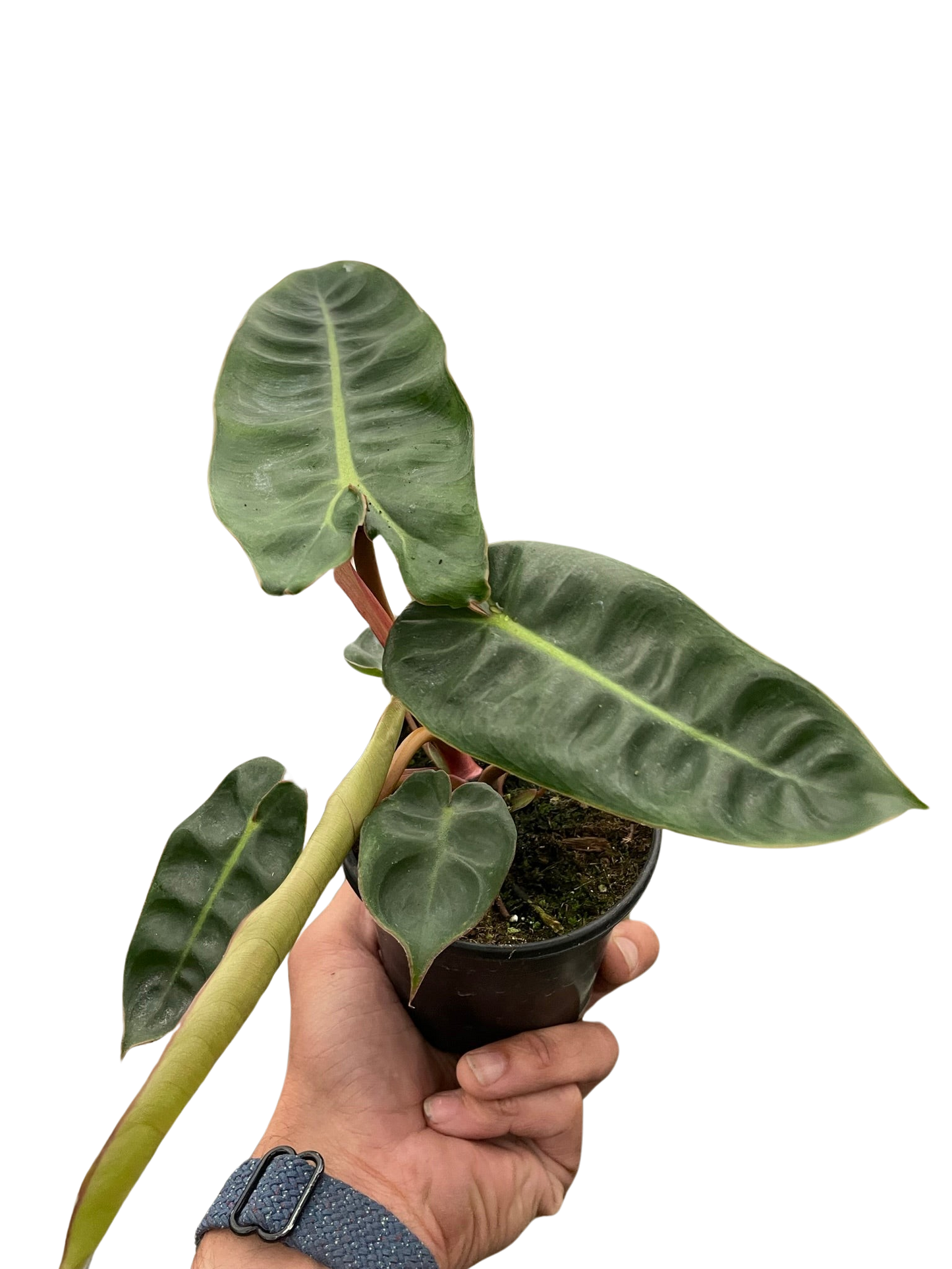 Philodendron 'Billietiae'-2" Pot