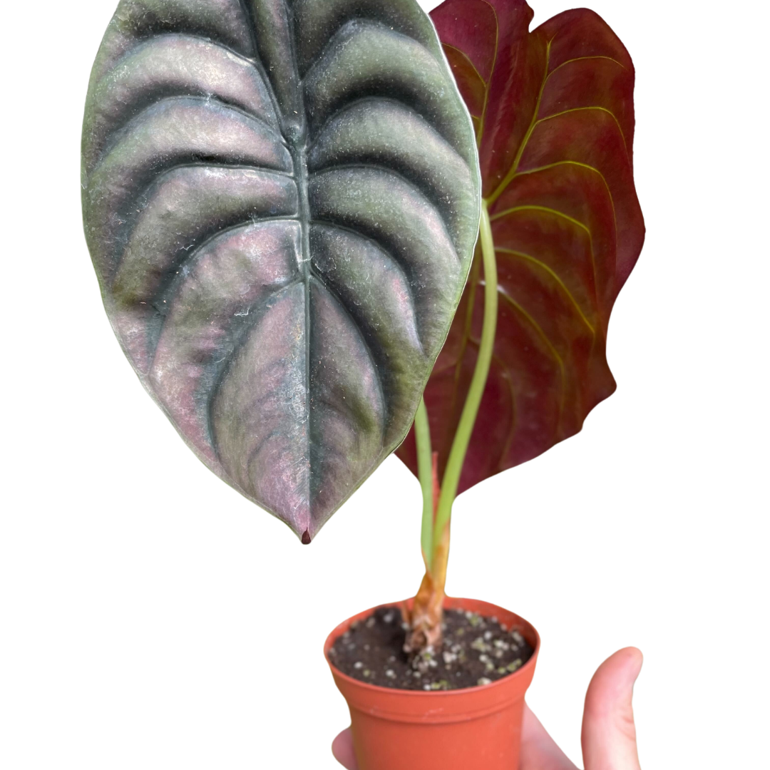 Alocasia 'Red Secret'-4" Pot