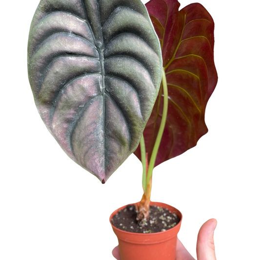 Alocasia 'Red Secret'-4" Pot