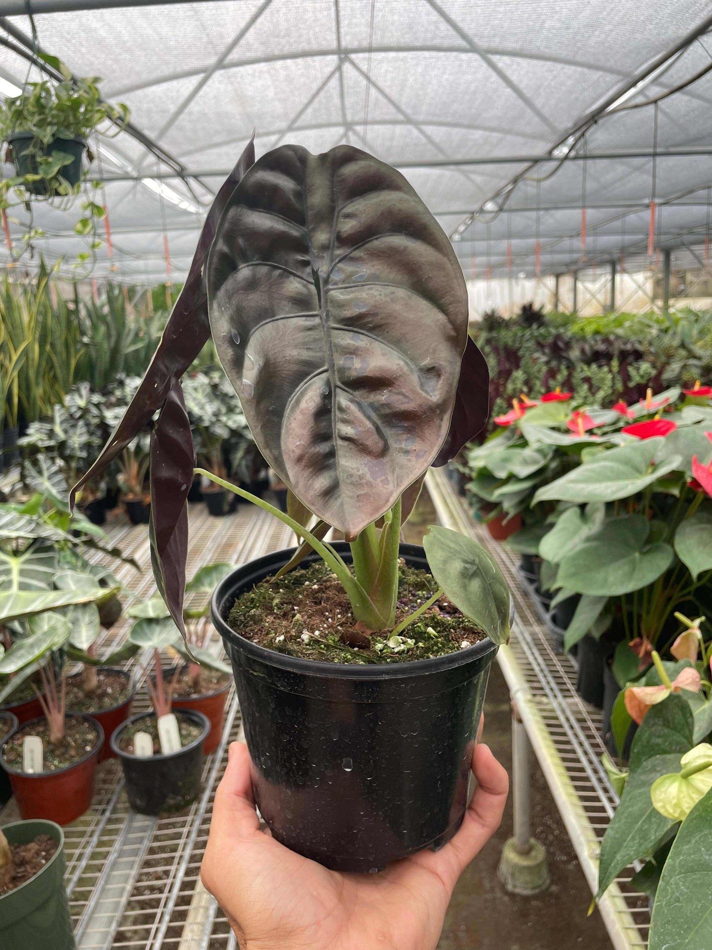 Alocasia 'Red Secret'-4" Pot