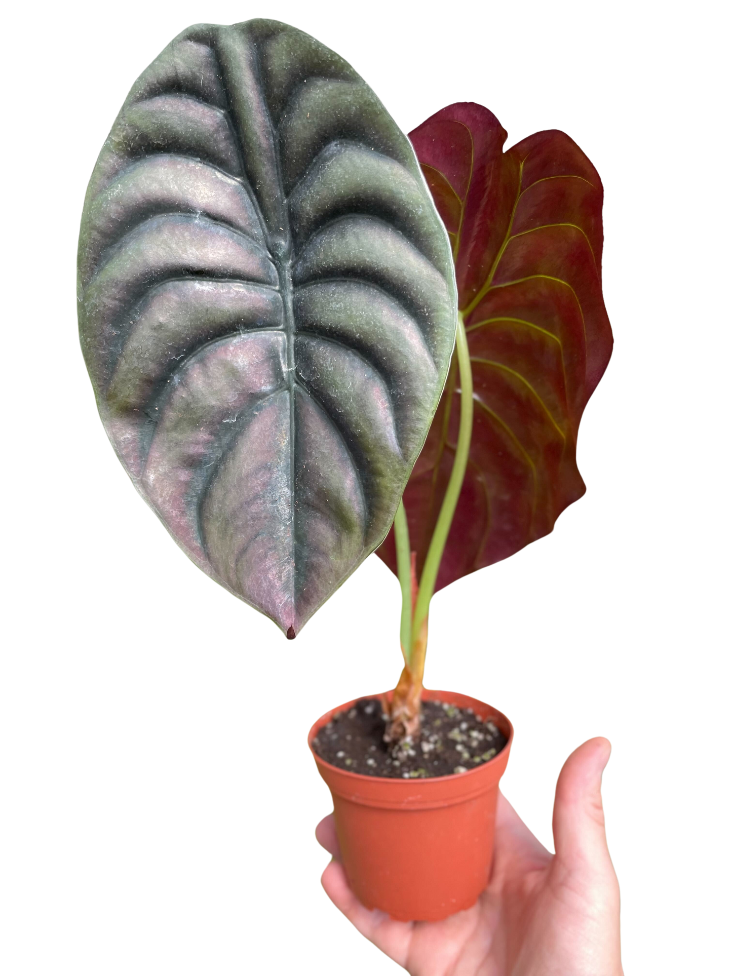 Alocasia 'Red Secret'-4" Pot